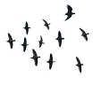 bird flock