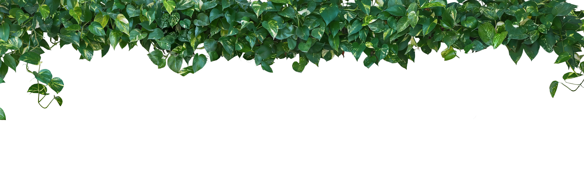 top foliage